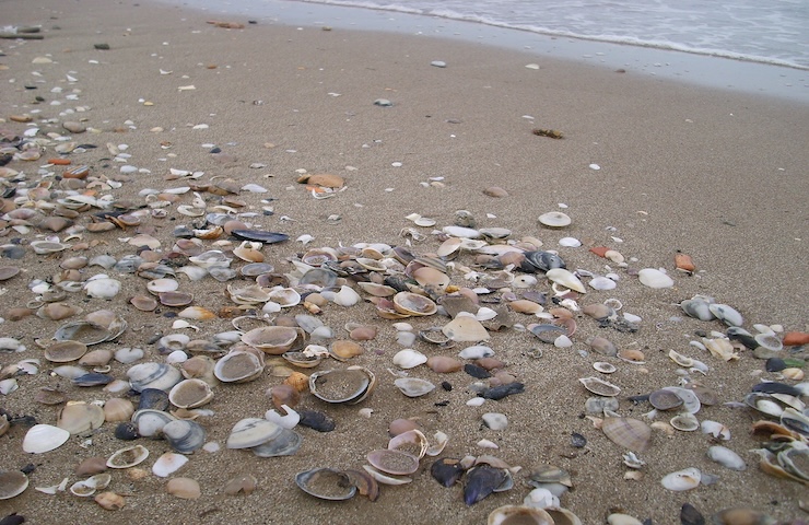 Multa per chi raccoglie sassi e conchiglie in spiaggia (anche in Italia)